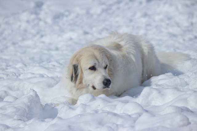 グレートピレネーズと雪